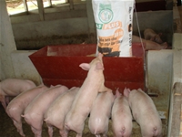 Đan Mạch giúp Việt Nam phát triển chăn nuôi lợn chất lượng cao